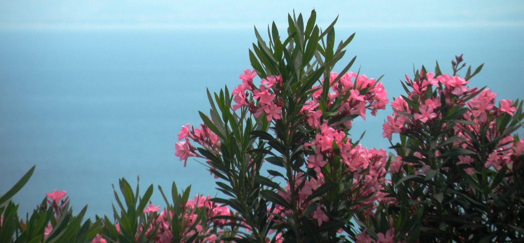 oleandri sul mare